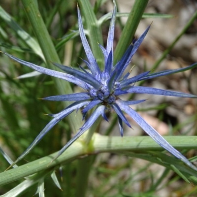 Eryngium ovinum (Blue Devil) at Jerrabomberra, ACT - 24 Nov 2020 by Mike