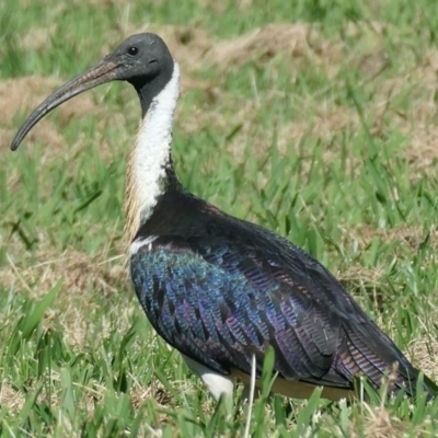 Threskiornis spinicollis (Straw-necked Ibis) at Yarralumla, ACT - 15 Nov 2020 by AdventureGirl