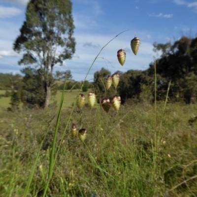 Briza maxima (Quaking Grass, Blowfly Grass) at Rugosa - 12 Nov 2020 by SenexRugosus