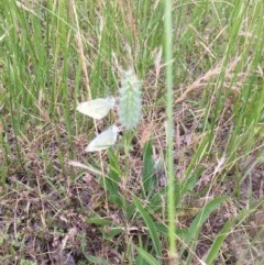 Trifolium angustifolium (Narrowleaf Clover) at Flea Bog Flat to Emu Creek Corridor - 22 Nov 2020 by JohnGiacon