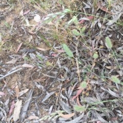 Trifolium angustifolium at Belconnen, ACT - 22 Nov 2020 12:50 AM