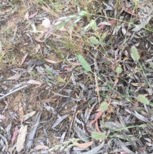 Trifolium angustifolium at Belconnen, ACT - 22 Nov 2020 12:50 AM