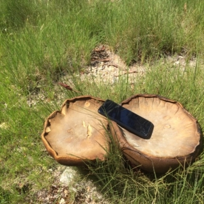 Phlebopus marginatus (Giant Bolete) at Paddys River, ACT - 20 Nov 2020 by JohnGiacon