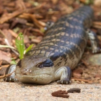 Tiliqua scincoides scincoides (Eastern Blue-tongue) at Lyons, ACT - 4 Nov 2020 by Helberth