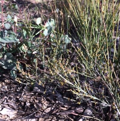 Exocarpos strictus (Dwarf Cherry) at Yarralumla, ACT - 10 Sep 2020 by grakymhirth@tpg.com