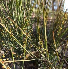 Exocarpos strictus at Yarralumla, ACT - 10 Sep 2020 11:11 PM