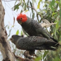 Callocephalon fimbriatum (Gang-gang Cockatoo) at Red Hill, ACT - 24 Nov 2020 by roymcd