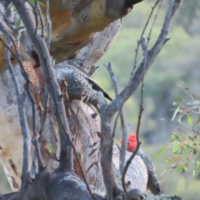 Callocephalon fimbriatum (Gang-gang Cockatoo) at Garran, ACT - 23 Nov 2020 by roymcd