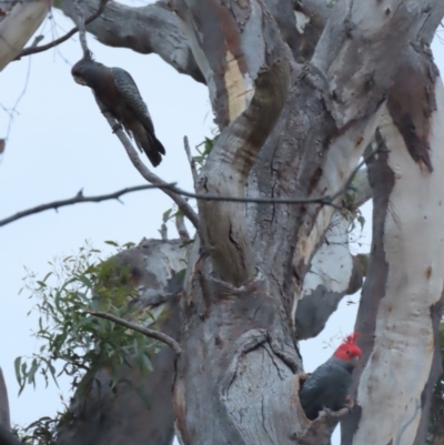 Callocephalon fimbriatum (Gang-gang Cockatoo) at Garran, ACT - 23 Nov 2020 by roymcd