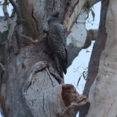 Callocephalon fimbriatum at Garran, ACT - suppressed