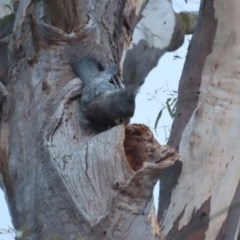 Callocephalon fimbriatum at Garran, ACT - 24 Nov 2020