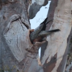 Callocephalon fimbriatum at Garran, ACT - suppressed