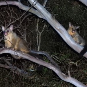 Trichosurus vulpecula at Macarthur, ACT - 24 Nov 2020