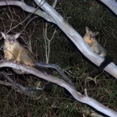 Trichosurus vulpecula at Macarthur, ACT - 24 Nov 2020