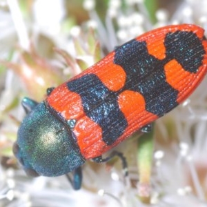 Castiarina crenata at Jerrabomberra, NSW - 23 Nov 2020