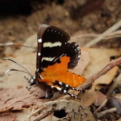 Hecatesia fenestrata (Common Whistling Moth) at Bruce, ACT - 23 Nov 2020 by melanoxylon