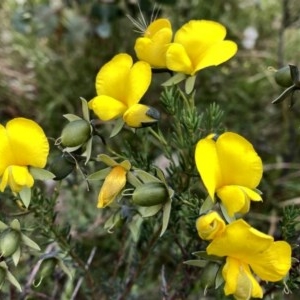 Gompholobium huegelii at Googong, NSW - 24 Nov 2020