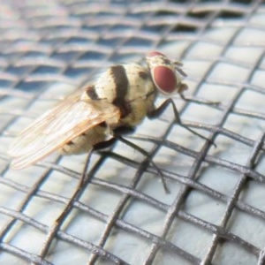 Anthomyia vicarians at Flynn, ACT - 24 Nov 2020