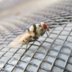 Anthomyia vicarians at Flynn, ACT - 24 Nov 2020