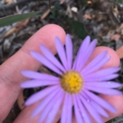 Brachyscome spathulata (Coarse Daisy, Spoon-leaved Daisy) at Wee Jasper, NSW - 21 Nov 2020 by Tapirlord