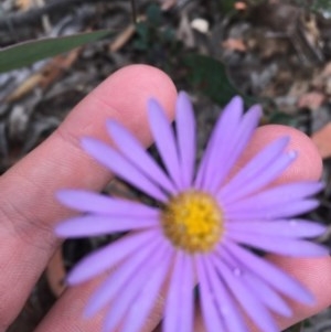 Brachyscome spathulata at Wee Jasper, NSW - 22 Nov 2020