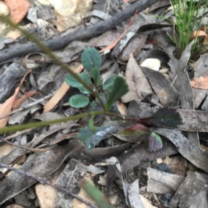 Brachyscome spathulata at Wee Jasper, NSW - 22 Nov 2020