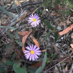 Brachyscome spathulata at Wee Jasper, NSW - 22 Nov 2020