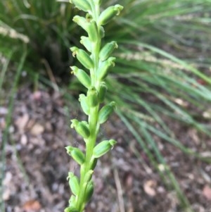 Microtis parviflora at Isaacs Ridge and Nearby - 21 Nov 2020