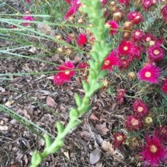 Microtis parviflora at Isaacs Ridge and Nearby - 21 Nov 2020