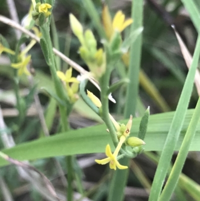 Pimelea curviflora (Curved Rice-flower) at Flea Bog Flat, Bruce - 23 Nov 2020 by MattFox