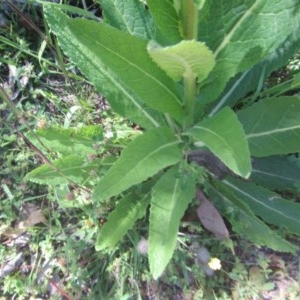 Verbascum virgatum at O'Malley, ACT - 14 Nov 2020