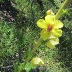 Verbascum virgatum at O'Malley, ACT - 14 Nov 2020