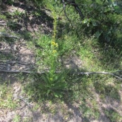 Verbascum virgatum at O'Malley, ACT - 14 Nov 2020