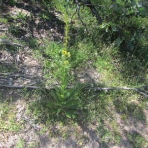 Verbascum virgatum at O'Malley, ACT - 14 Nov 2020