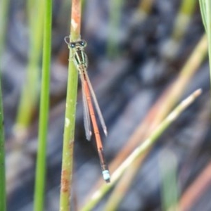 Ischnura aurora at Mount Clear, ACT - 23 Nov 2020 11:46 PM