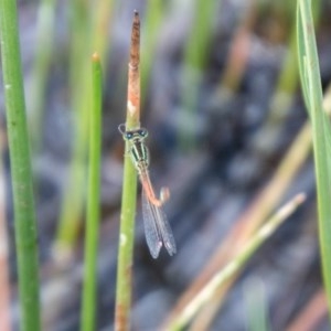 Ischnura aurora at Mount Clear, ACT - 23 Nov 2020