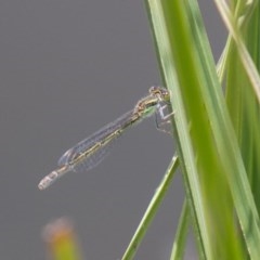 Ischnura aurora (Aurora Bluetail) at Mount Clear, ACT - 24 Nov 2020 by SWishart