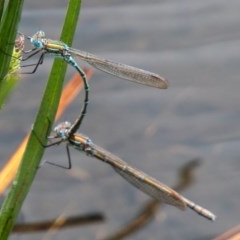 Austrolestes cingulatus (Metallic Ringtail) at Mount Clear, ACT - 24 Nov 2020 by SWishart