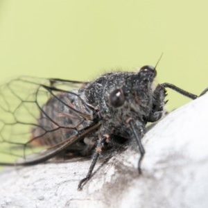 Atrapsalta furcilla at Mount Clear, ACT - 24 Nov 2020