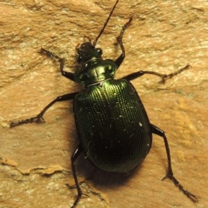 Calosoma schayeri at Gordon, ACT - 15 Nov 2020