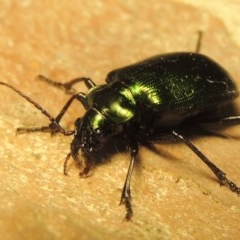 Calosoma schayeri at Gordon, ACT - 15 Nov 2020