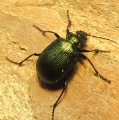 Calosoma schayeri at Gordon, ACT - 15 Nov 2020