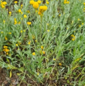 Chrysocephalum apiculatum at Nicholls, ACT - 24 Nov 2020