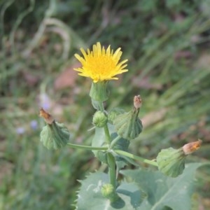 Sonchus oleraceus at Conder, ACT - 18 Nov 2020 01:35 AM