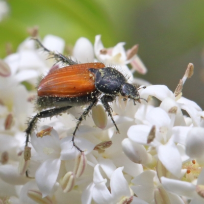 Phyllotocus rufipennis (Nectar scarab) at O'Connor, ACT - 24 Nov 2020 by ConBoekel