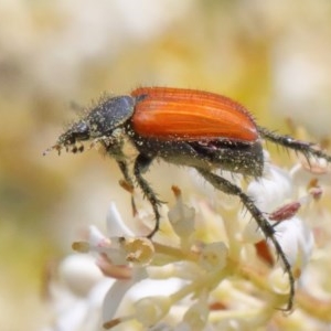 Phyllotocus rufipennis at O'Connor, ACT - 24 Nov 2020