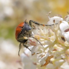 Phyllotocus rufipennis at O'Connor, ACT - 24 Nov 2020