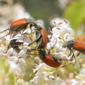 Phyllotocus rufipennis at O'Connor, ACT - 24 Nov 2020