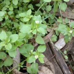 Stellaria media (Common Chickweed) at Nangus, NSW - 11 Jul 2019 by abread111