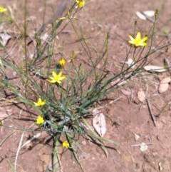 Tricoryne elatior (Yellow Rush Lily) at Campbell Park Woodland - 23 Nov 2020 by LyndalT